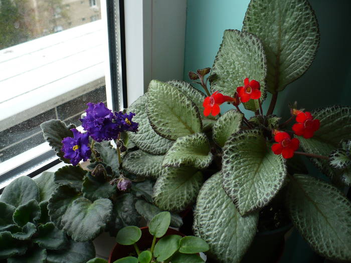 P1110039 - Episcia 2009 - 2010 - 2012 - 2014