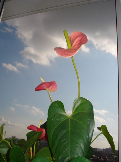 ANTHURIUM ROSU - FLORILE MELE