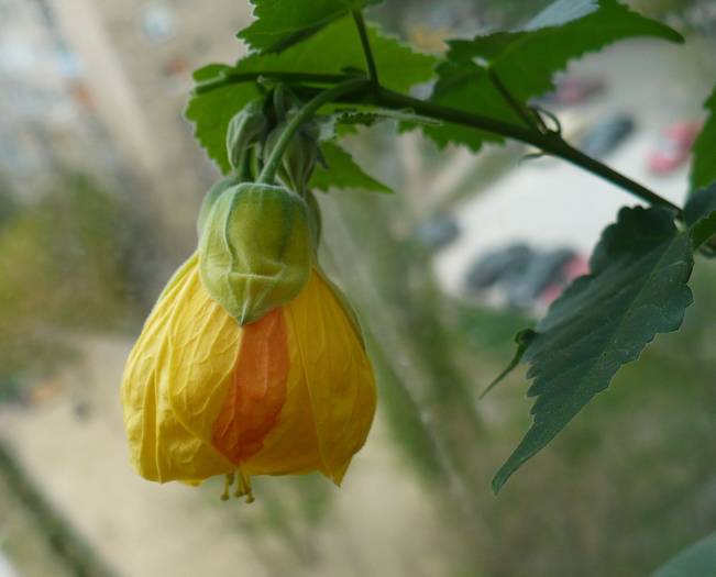 Abutilon galben cu pata oranj - ABUTILONI