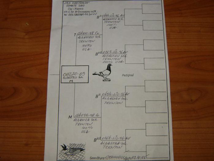 pedigree porumbeii mei 002