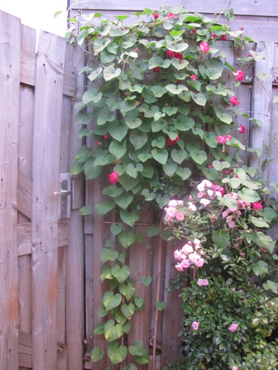 Ipomoea x imperialis - Sunrise Serenade 12 sept 2009 (2)