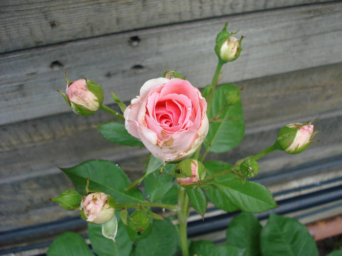Rose Pleasure (2009, May 29)