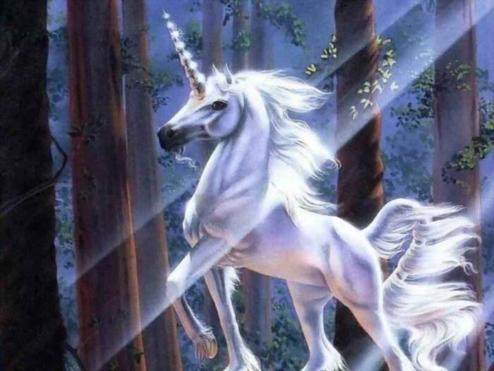 unicorn - Poze minunate