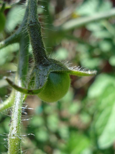 Tomato Garden Pearls (2009, Jun.04)