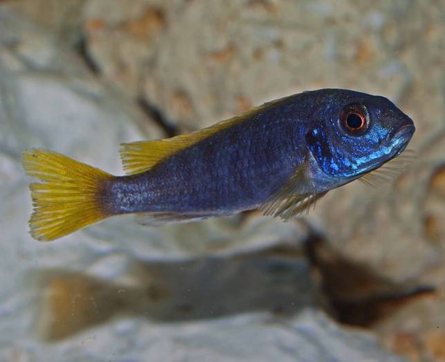 105740 - African Cichlid