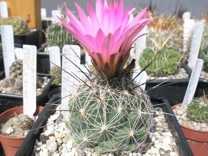 Coryphantha ramilosa - 17.08