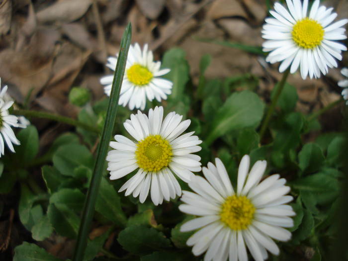 Lawn Daisy (2009, April 06)