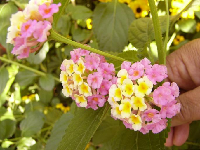 Lantana camara