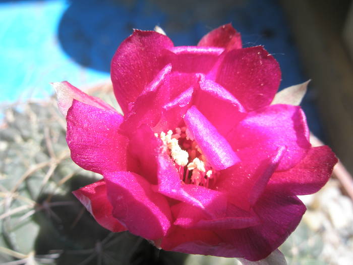 Lobivia oxyalabastra - floare