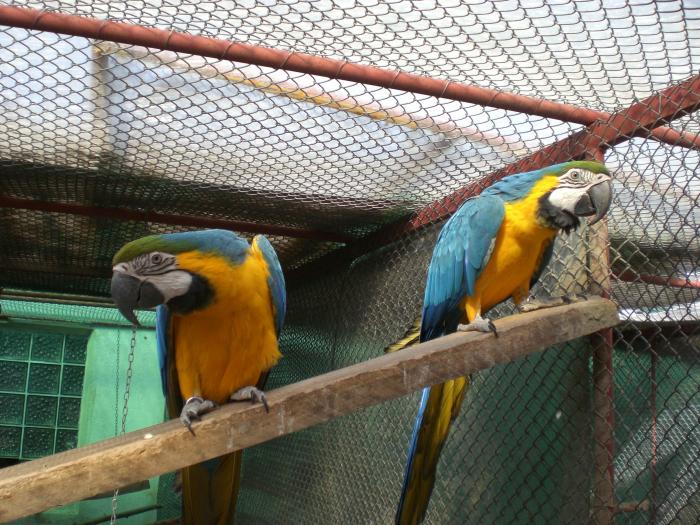 pereche de papagali ara ararauna pasari de colivie; pereche de papagali ara ararauna, pasari de colivie
