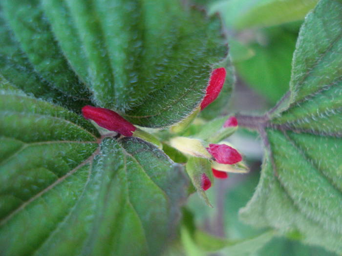 Salvia splendens (2009, June 21)