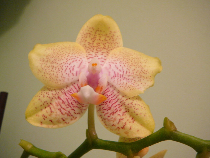 Phalaenopsis - ORHIDEE