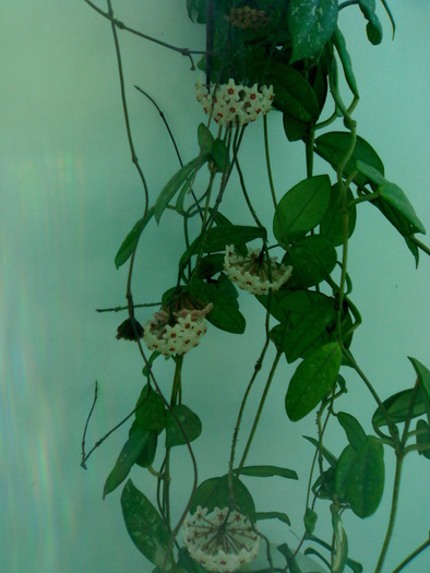 Hoya carnosa; planta nu este a mea
