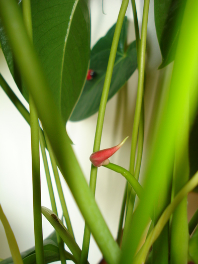 BOBOCEL DE ANTHURIUM - FLORILE MELE