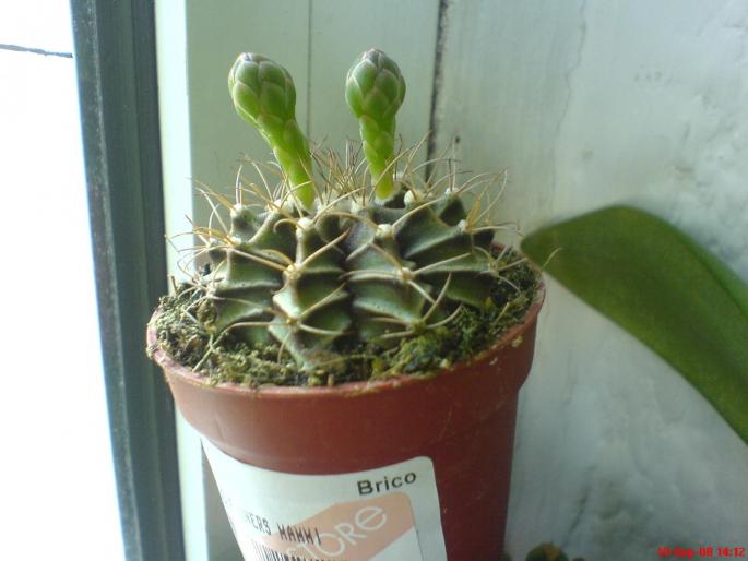 gymnocalycium mihanovichii - cactusi