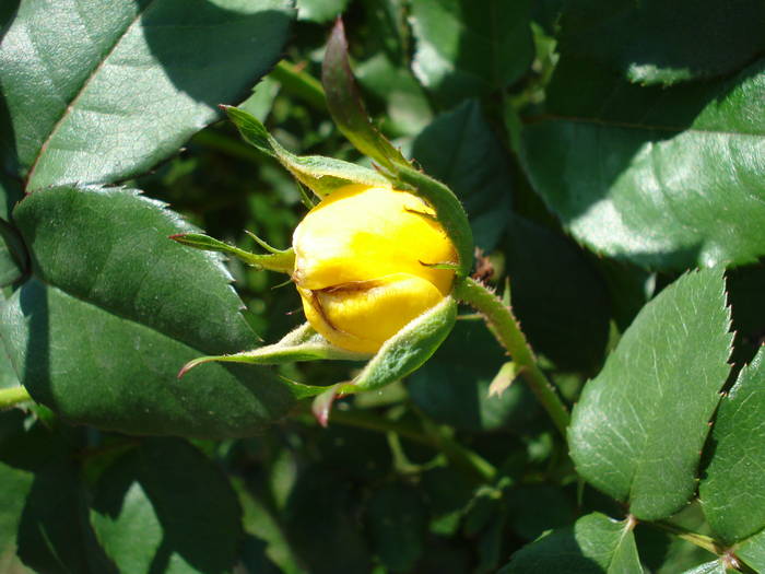 Rose Friesia (2009, May 08)