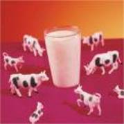 Laptele e inconjurat de vaci