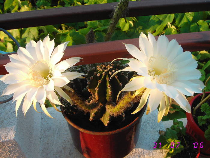 Cactus echinopsis