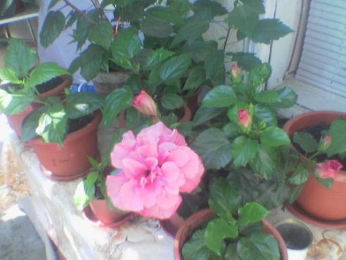 Hibiscus 1