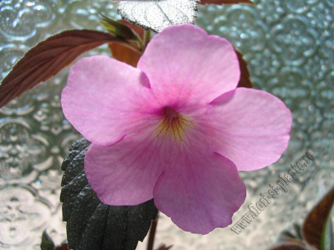 Achimenes Peach Blossom 2