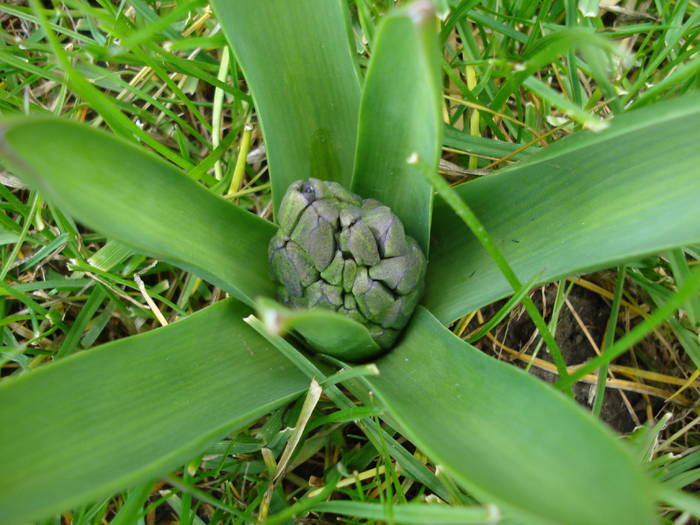 Hyacinth bud (2009, March 24)