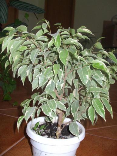 ficus benjamina; ficus benjamina
