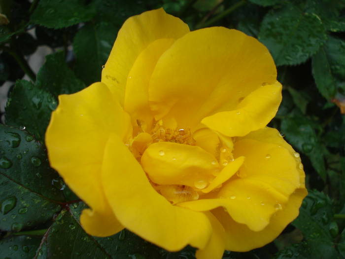 Rose Friesia (2009, May 13)