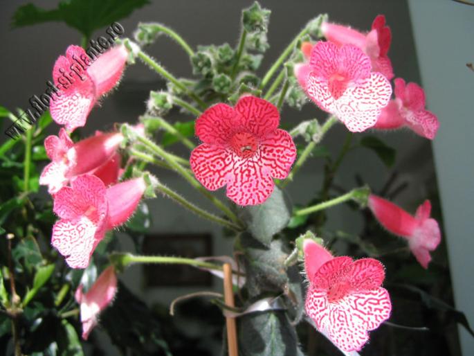 Kohleria Sunshaine 6 - KOHLERIA I