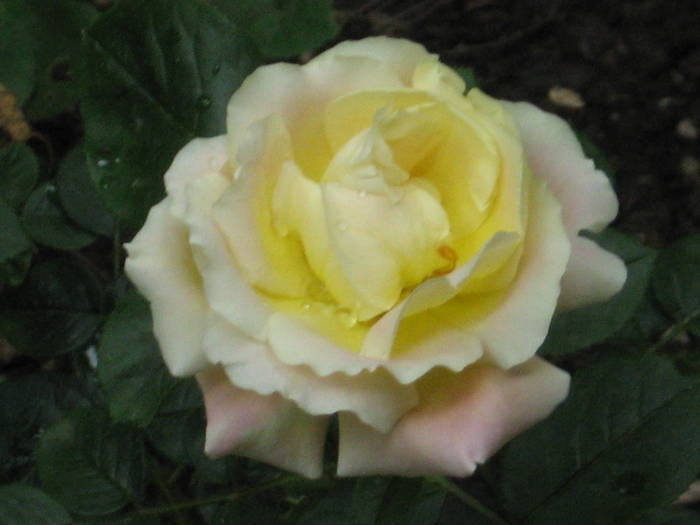trandafir romanesc Samba - gradina