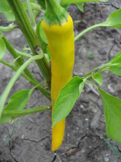 Golden Cayenne Pepper (2009, Aug.09) - Cayenne Golden Hot Pepper