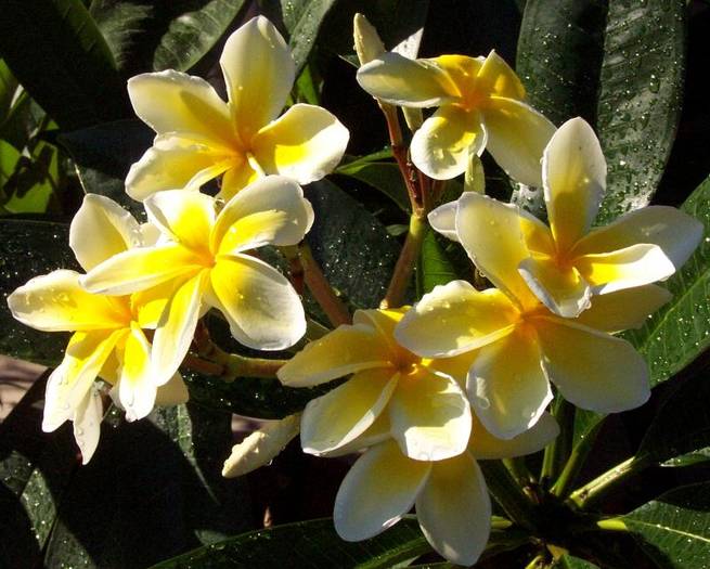 hplx1 - Hawaiian Plumeria 1