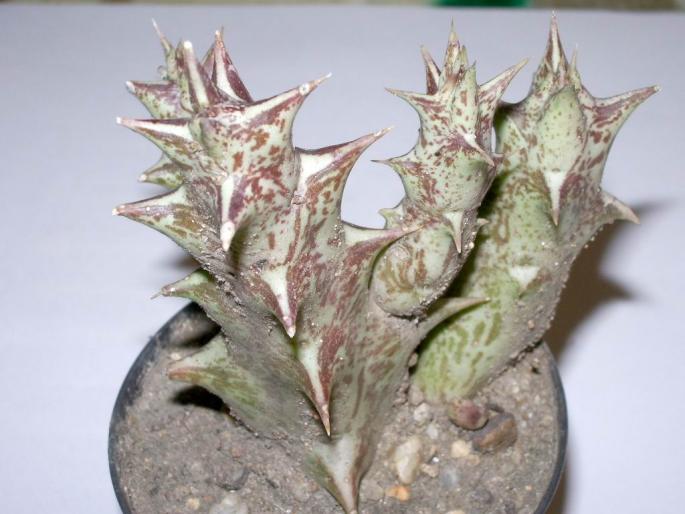 Caralluma hesperidum - Asclepiadaceae
