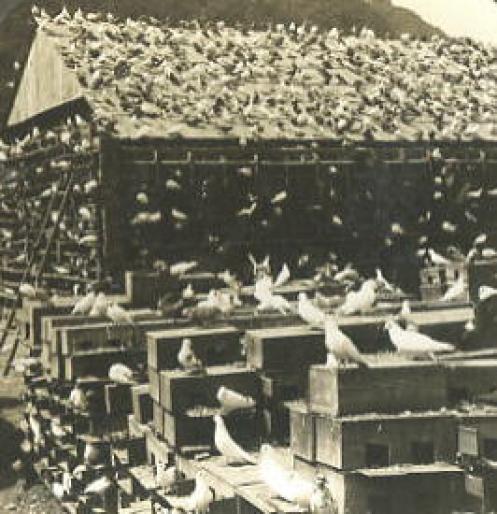 PigeonFarm