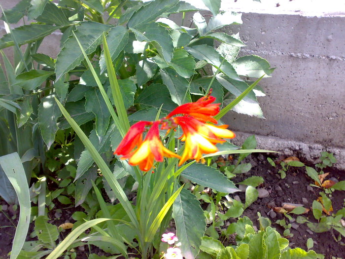 crocosmia - Florile din gradina mea - 2009