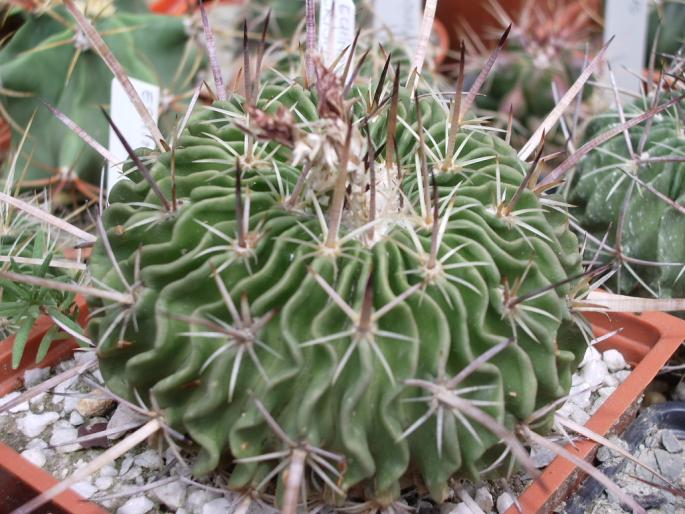 Echinofossulocactus