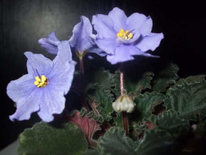 violeta - Flori