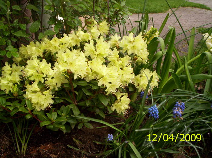 Rhododendron Princess Anne 12 apr 2009