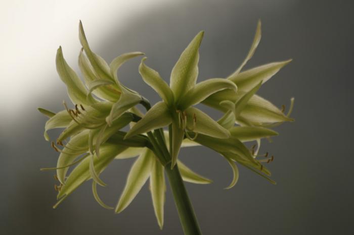 hippeastrum Evergreen