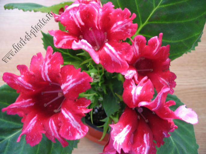 Gloxinia rosu dungulite 3