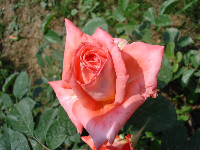 Rose Artistry (2009, May 17)