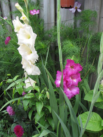 Gladiole 17 iul 2009 (5)