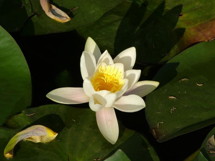 Nufarul; Floare
