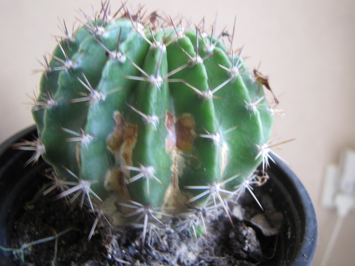 Cactus cu pete 30 oct 2009 - plante cu probleme