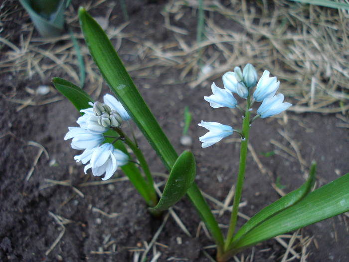 Striped Squill (2009, March 31)
