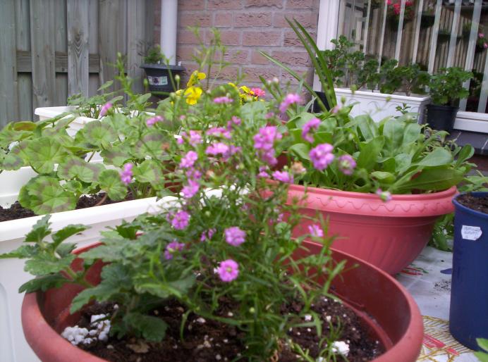 102_2766 Gypsophila rosea