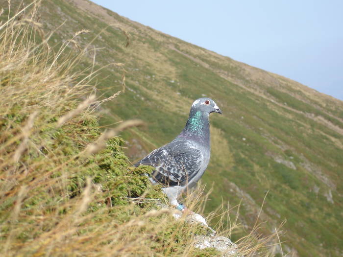 muntii piatra craiului; porumbel vazut in piatra craiului(Zarnesti0la 1700 m inaltime
