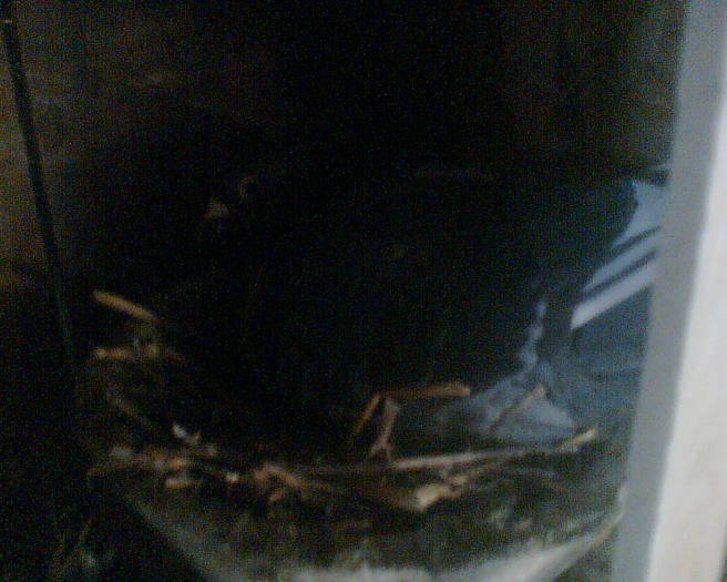 Imag013 - primele oua 02-03-2009