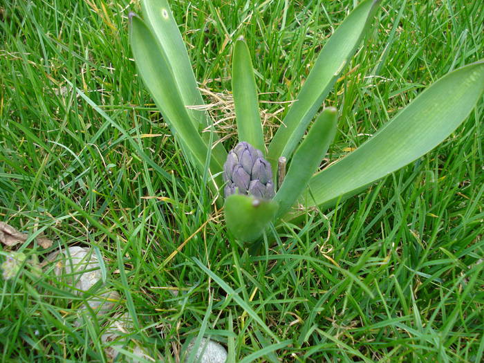 Dutch Hyacinth (2009, March 30) - ZAMBILE_Hyacinths