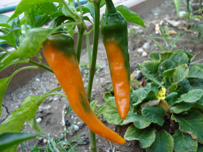 Bulgarian Carrot Pepper (2009, Aug.25) - Bulgarian Carrot Chili Pepper