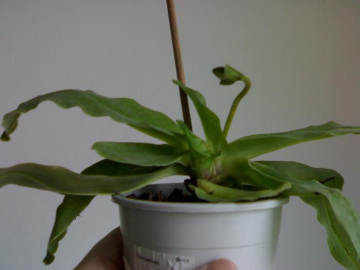 Paph-tija noua - Paphiopedilum 2008